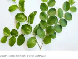 Daun Bidara, Manfaat untuk Tubuh & Cara Mengolahnya Jadi Ramuan Sehat